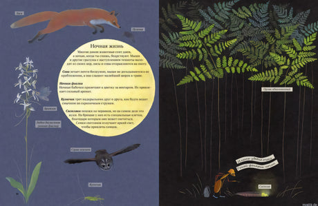Разворот книги "Экспедиция Софи" с иллюстрациями ночной жизни леса.