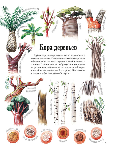 Страница «Кора деревьев» с иллюстрациями разных видов коры и растений