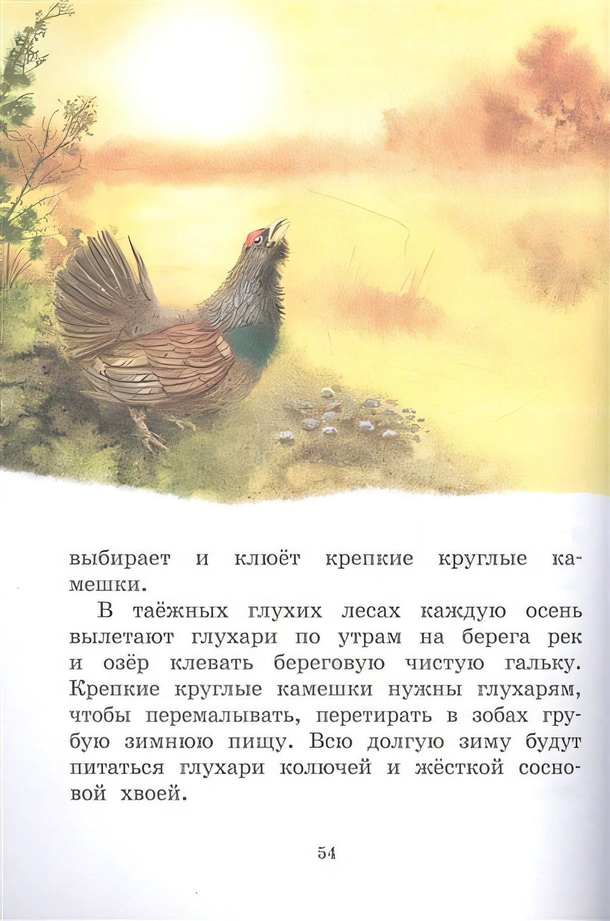 Год в лесу. Рассказы о природе 978-5-389-20477-5 - 1