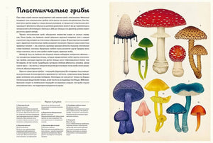 Разворот «Пластинчатые грибы» с описаниями и рисунками
