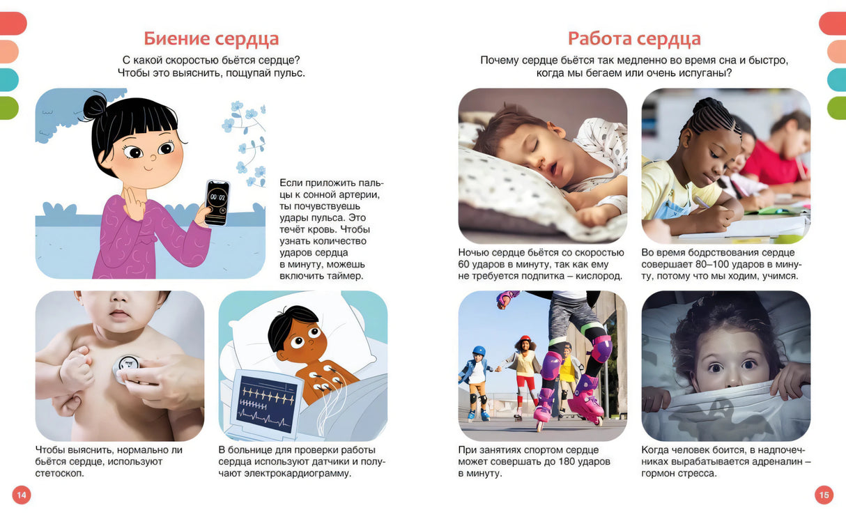 Разворот о биении сердца и его работе с рисунками и фотографиями