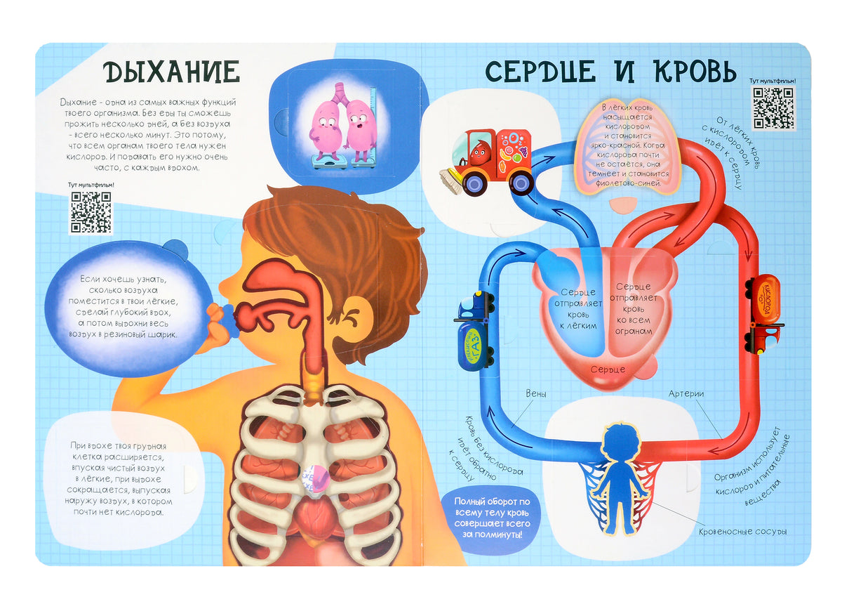 Разворот о дыхании, сердце и кровообращении с окошками и QR-кодами.