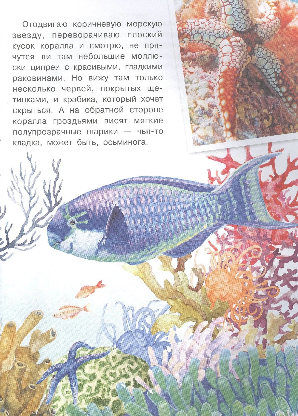 Страница с текстом, фото осьминога и рисунком синей рыбы среди кораллов