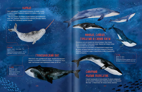 Каникулы на ледоколе