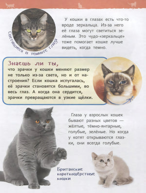 Страница о зрении кошки: светящиеся глаза, британская кошка с котёнком