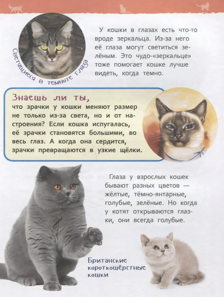 Страница о зрении кошки: светящиеся глаза, британская кошка с котёнком