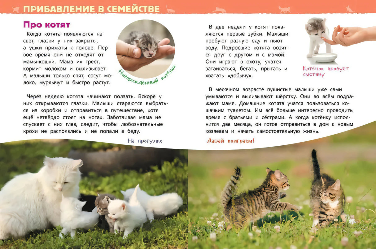 Разворот «Прибавление в семействе. Про котят»