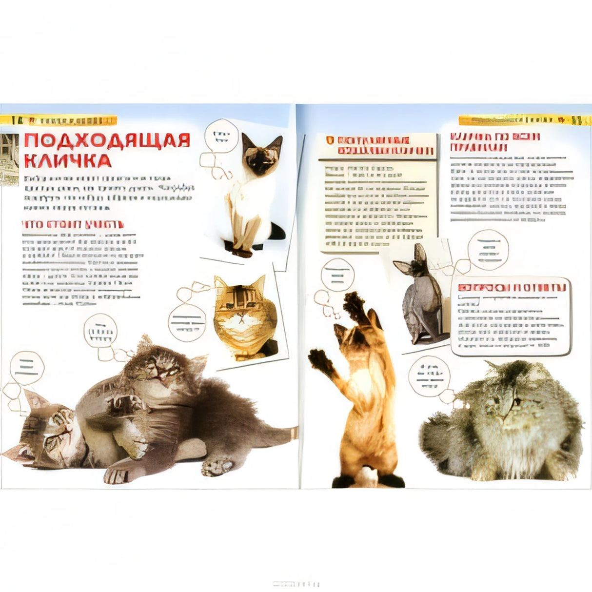 Кошки и котята null - 1