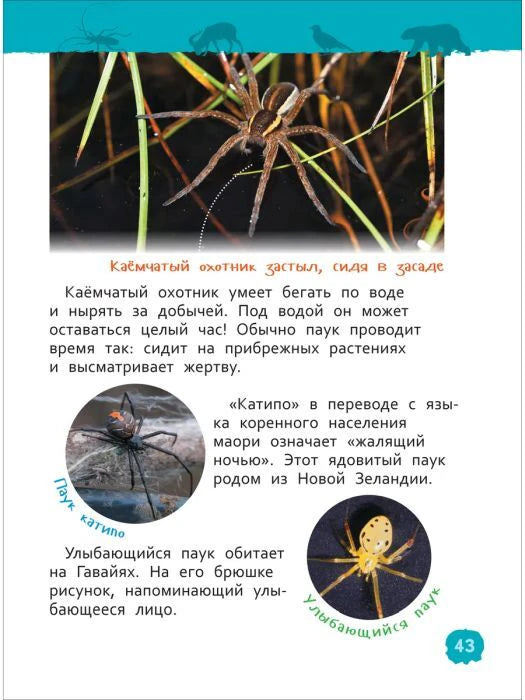 Страница 43 о каёмчатом охотнике, катипо и улыбающемся пауке