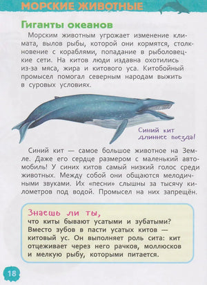 Страница 18 о синем ките в разделе «Морские животные»