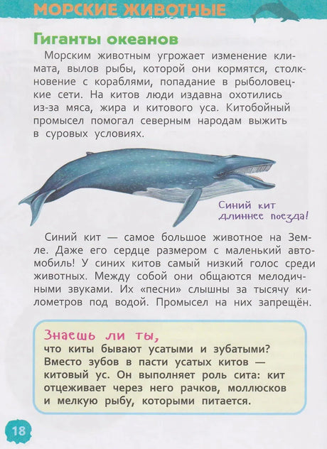 Страница 18 о синем ките в разделе «Морские животные»