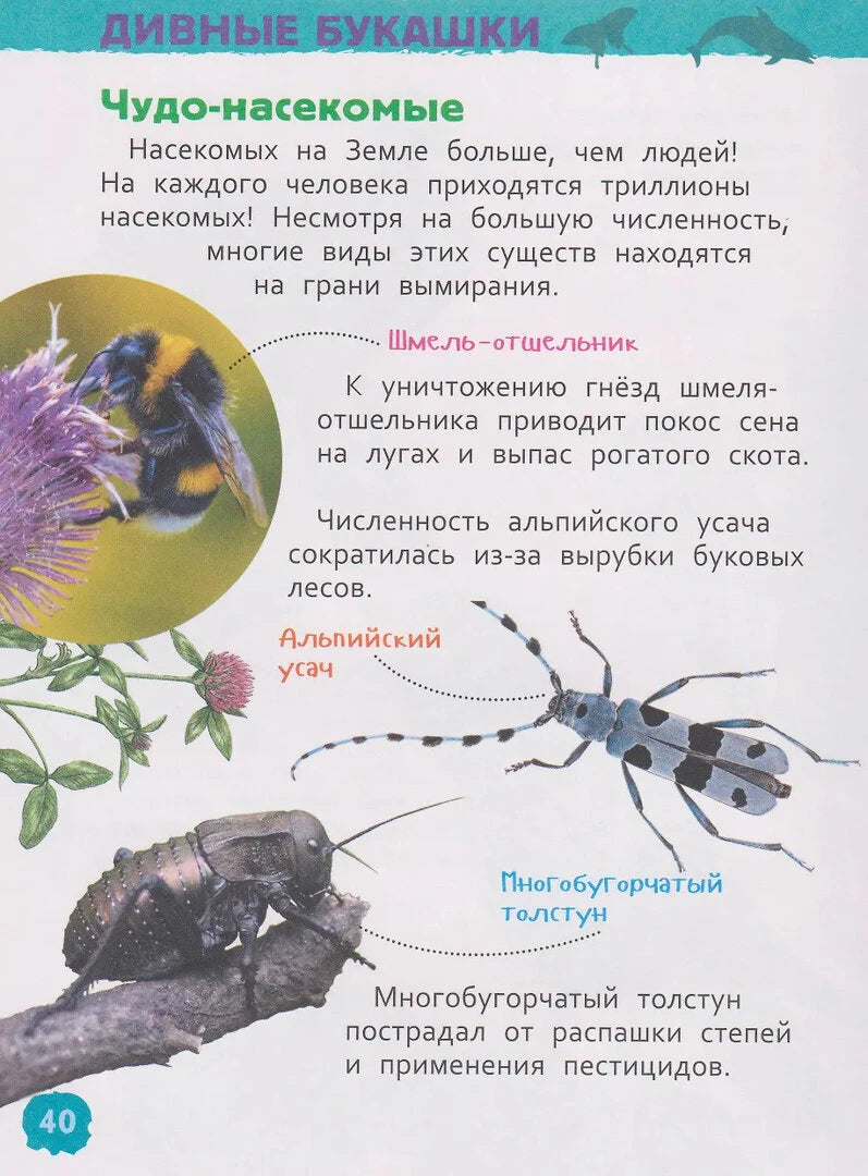 Страница 40 о редких насекомых: шмеле, усаче и толстуне