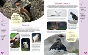 Разворот о горностае и тундряной куропатке: фото животных, описательный текст и вопросы