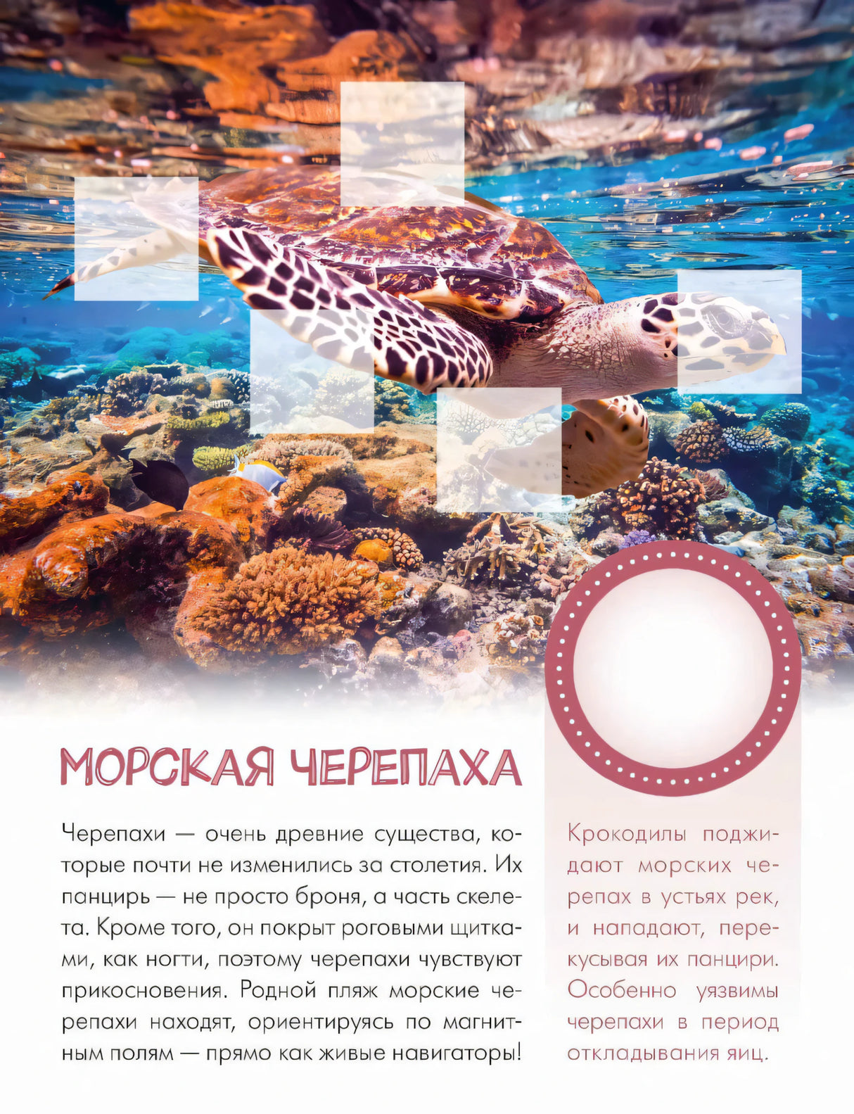 Страница о морской черепахе на коралловом рифе с местами для наклеек