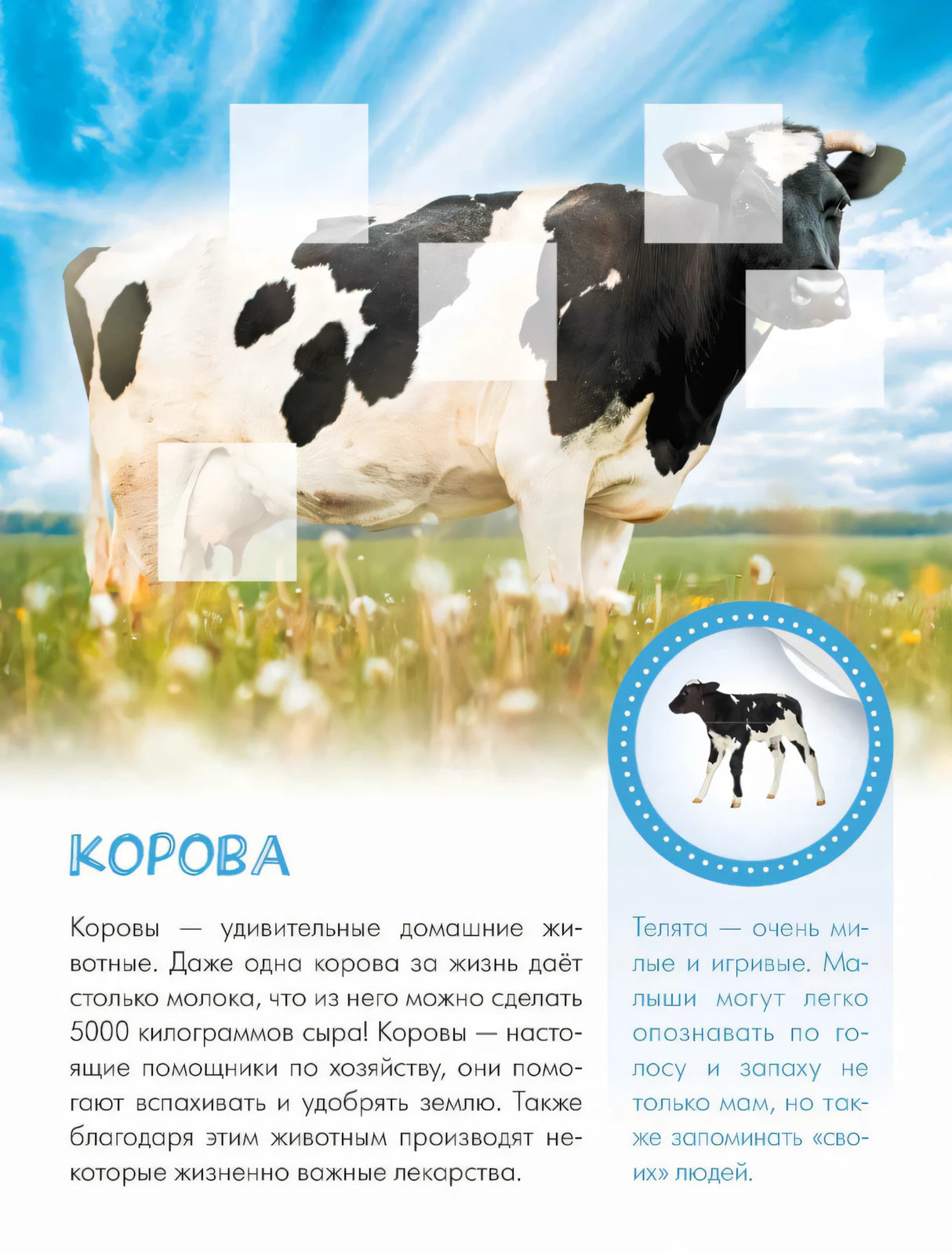 Страница о корове с большой фотографией, текстом и кругом для наклейки