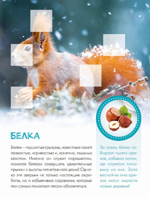 Страница о белке с зимней фотографией, текстом и кругом для наклейки