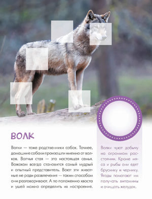 Страница о волке с большой фотографией и местами для наклеек
