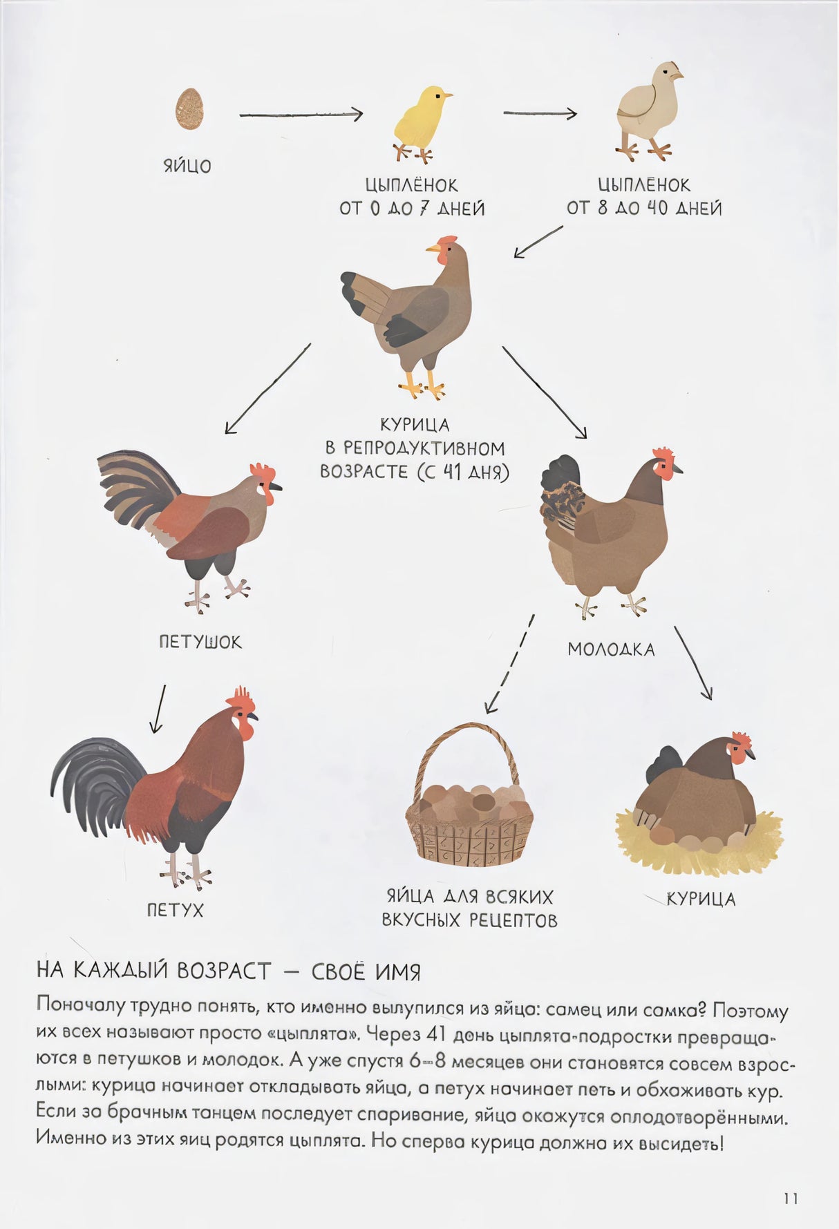 Стадии развития курицы: яйцо, цыплёнок, петух, молодка