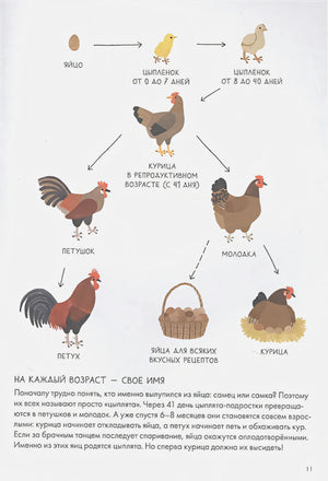 Стадии развития курицы: яйцо, цыплёнок, петух, молодка