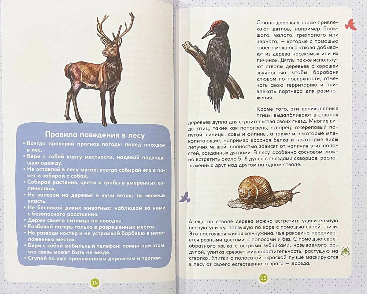 Разворот с правилами поведения в лесу, страницы 14–15