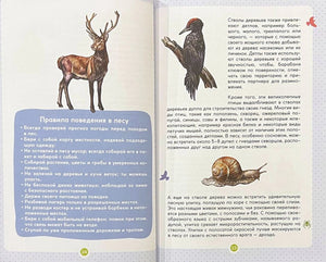 Разворот с правилами поведения в лесу, страницы 14–15