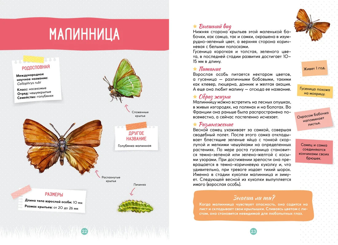 Разворот энциклопедии о малиннице, страницы 22–23