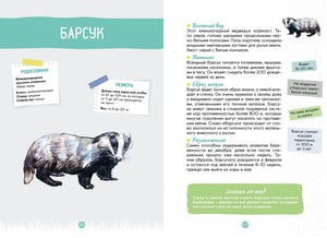 Разворот энциклопедии о барсуке, страницы 26–27