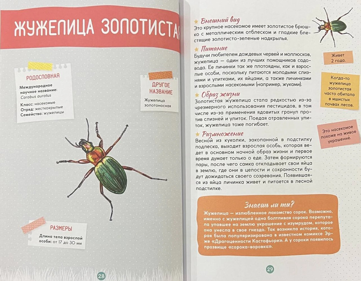 Разворот энциклопедии о жужелице золотистой, страницы 28–29