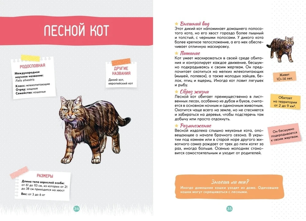 Разворот энциклопедии о лесном коте, страницы 34–35