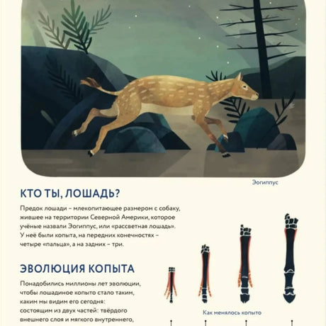 Страница о предке лошади и эволюции копыта с иллюстрациями