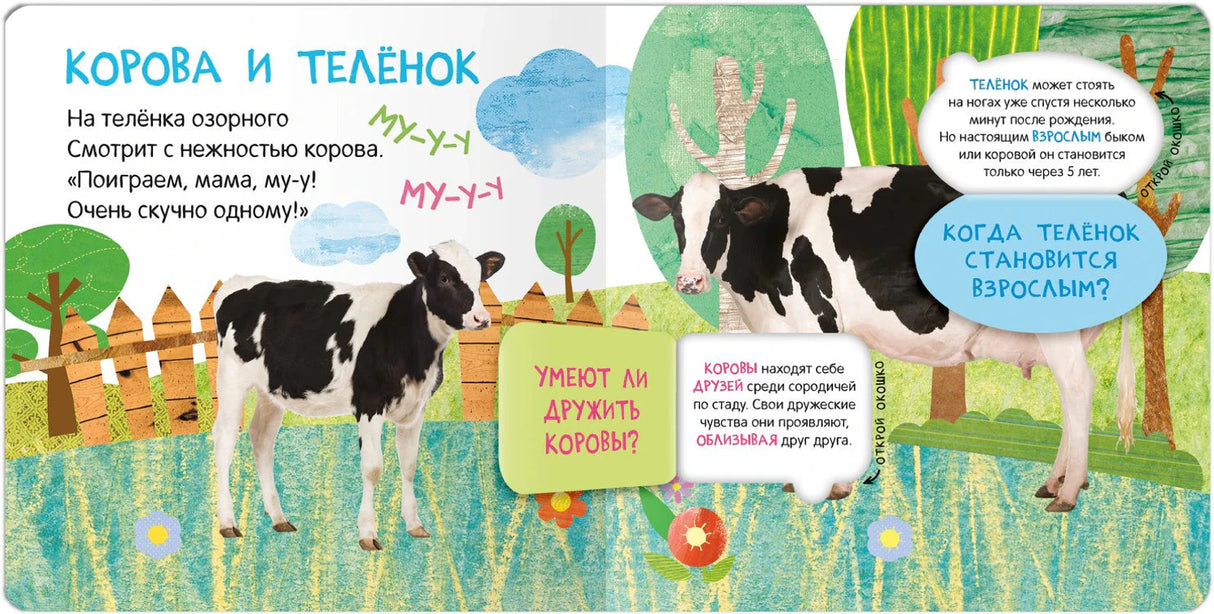 Разворот «Корова и телёнок» со стихом и окошками с фактами