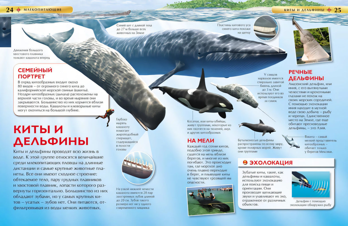 Млекопитающие. Детская энциклопедия 978-5-353-05841-0 - 2