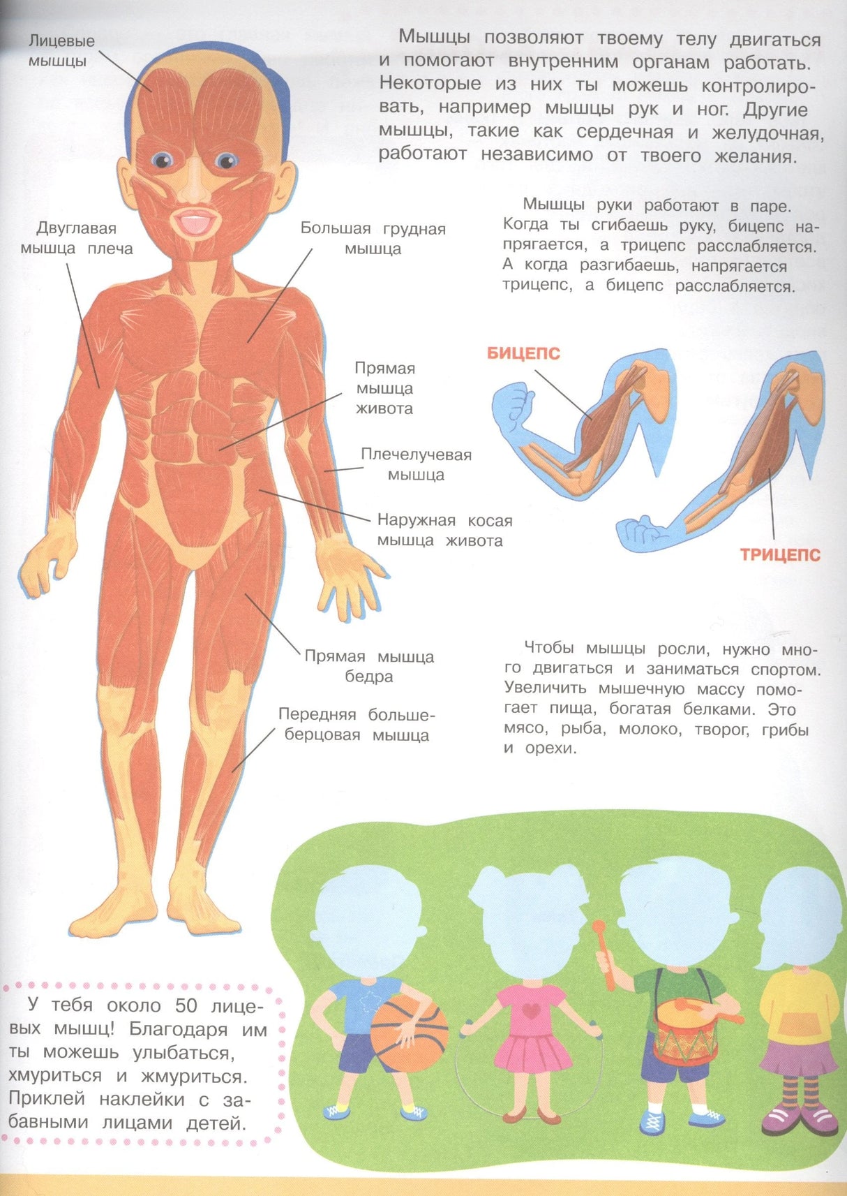 Мой первый атлас. Тело человека 9785465037341