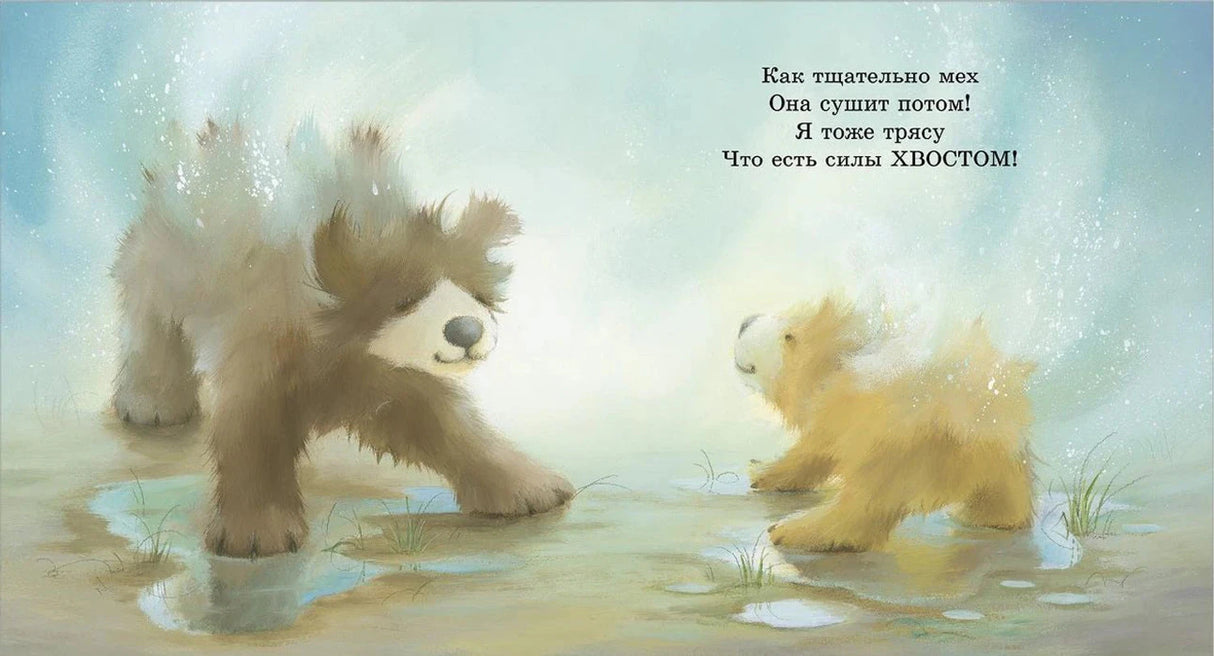 Разворот: медведица и медвежонок отряхиваются после купания