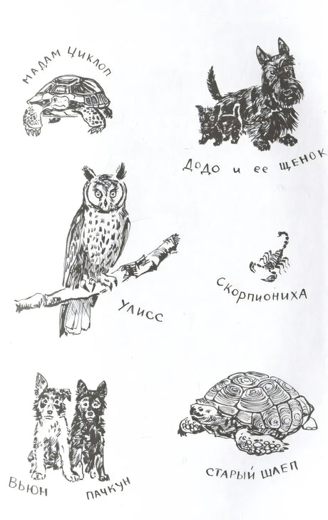 Даррелл Дж. Моя семья и другие звери (нов.) 9785353111528