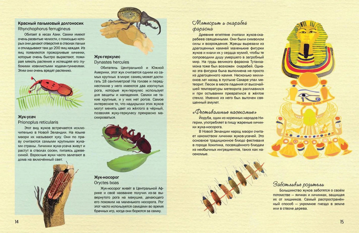 Разворот о жуках: долгоносик, жук-геркулес, жук-носорог и скарабей фараона