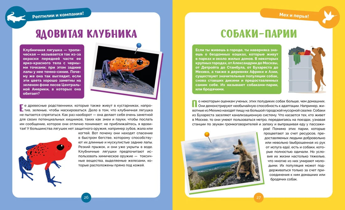 Разворот страниц 26–27 о клубничной лягушке и собаках-париях