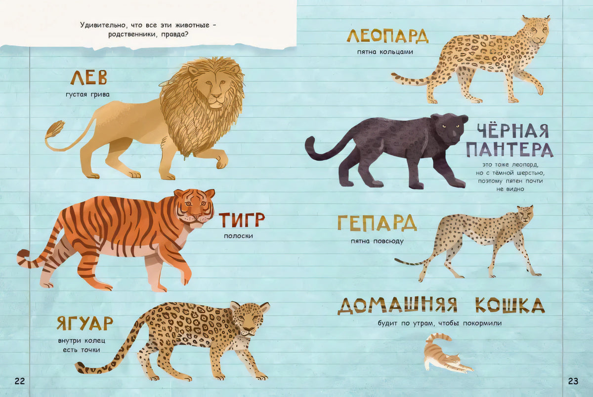 Разворот 22–23: лев, тигр, леопард, пантера, гепард и ягуар
