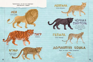Разворот 22–23: лев, тигр, леопард, пантера, гепард и ягуар