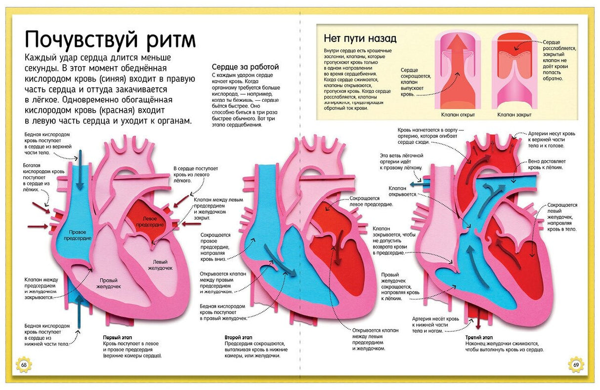 Удивительные энциклопедии. Как устроено тело человека. Красочный путеводитель по нашему организму