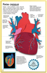 Удивительные энциклопедии. Как устроено тело человека. Красочный путеводитель по нашему организму