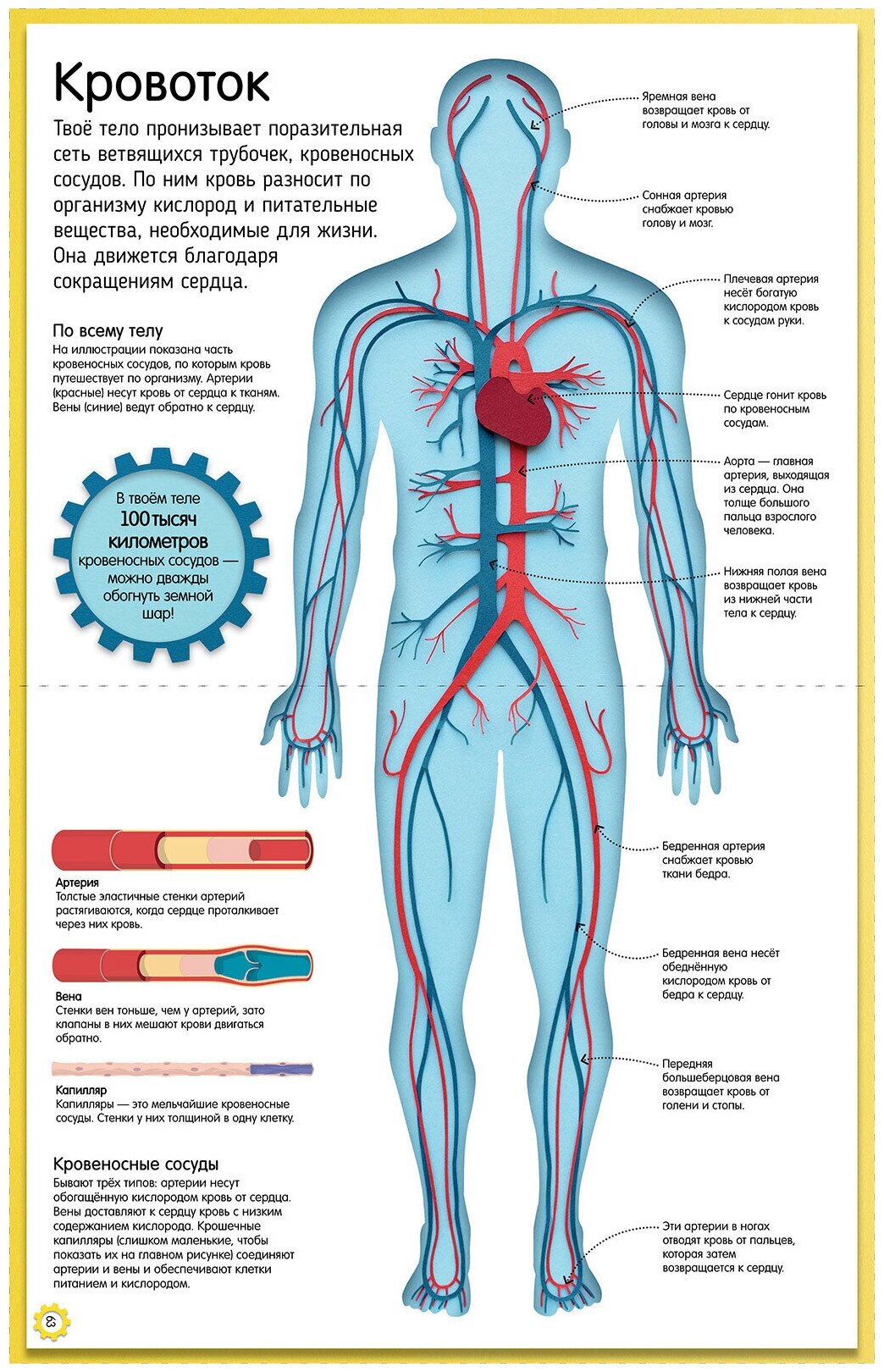 Удивительные энциклопедии. Как устроено тело человека.