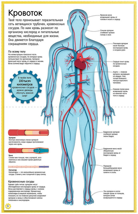 Удивительные энциклопедии. Как устроено тело человека. Красочный путеводитель по нашему организму
