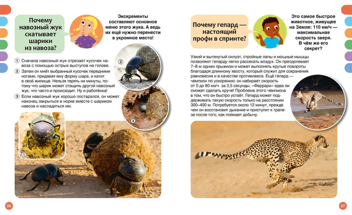 Разворот о навозном жуке и гепарде с фотографиями животных.