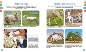 Разворот о стрижке овец и козах с фотографиями