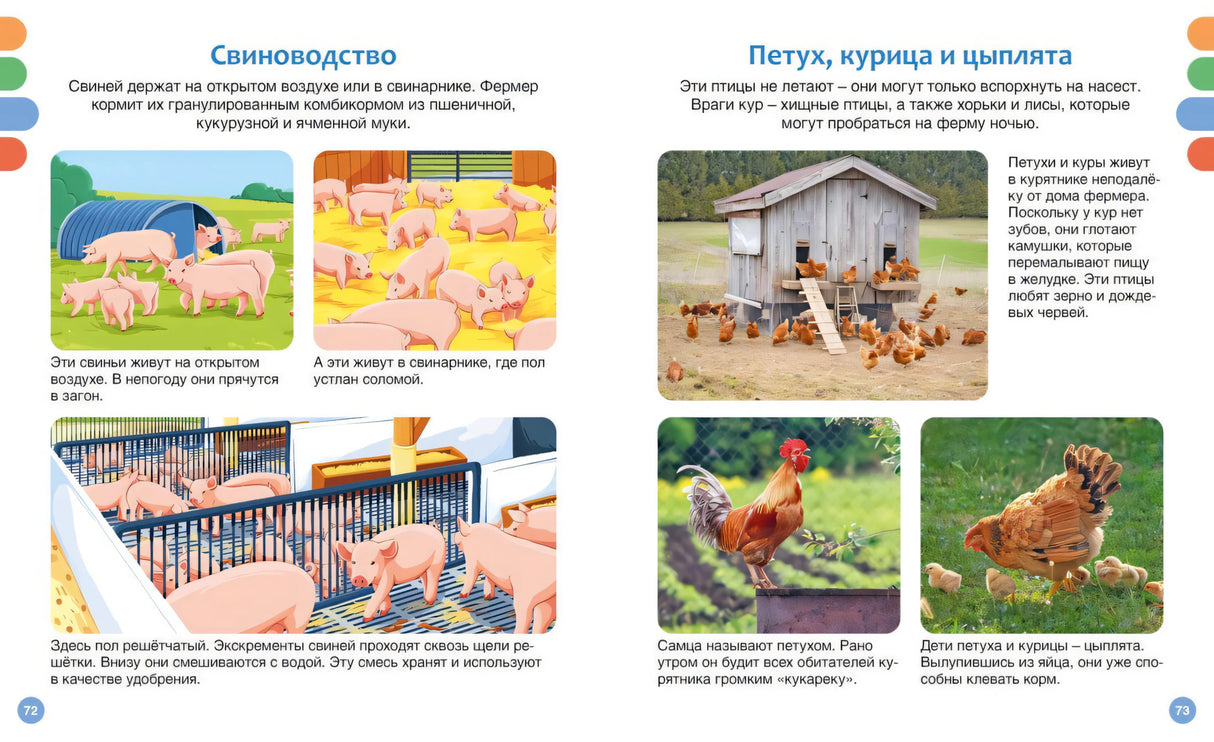 Разворот о свиноводстве и курах с фотографиями