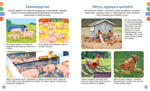 Разворот о свиноводстве и курах с фотографиями