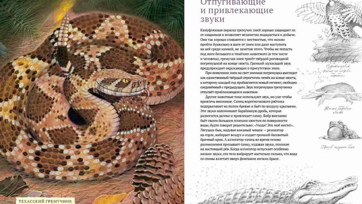 Разворот о защитных и привлекающих звуках с техасским гремучником