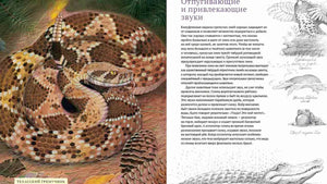 Разворот о защитных и привлекающих звуках с техасским гремучником