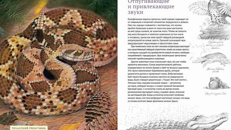 Разворот о защитных и привлекающих звуках с техасским гремучником